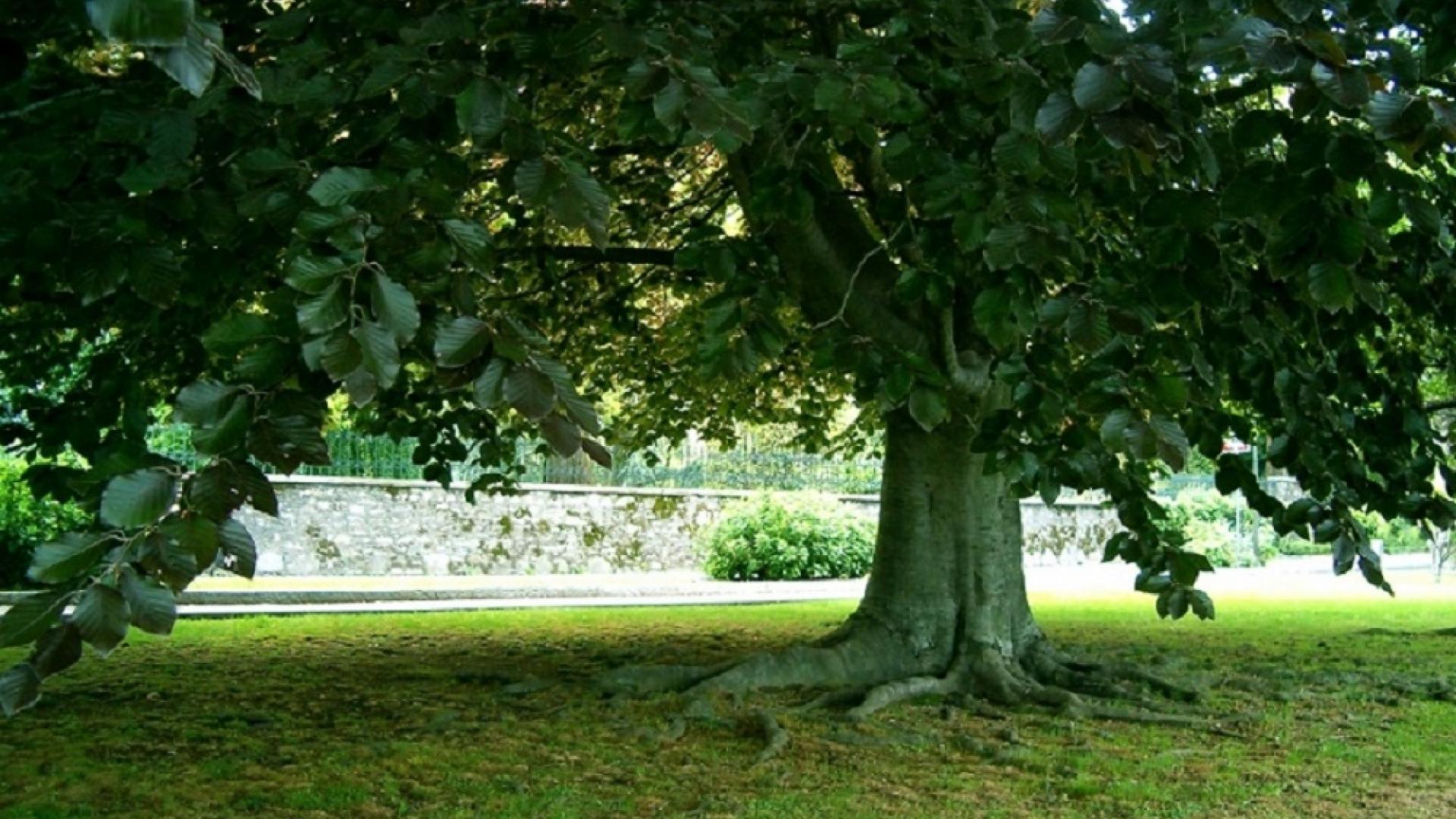 urban-tree-1315424.jpg